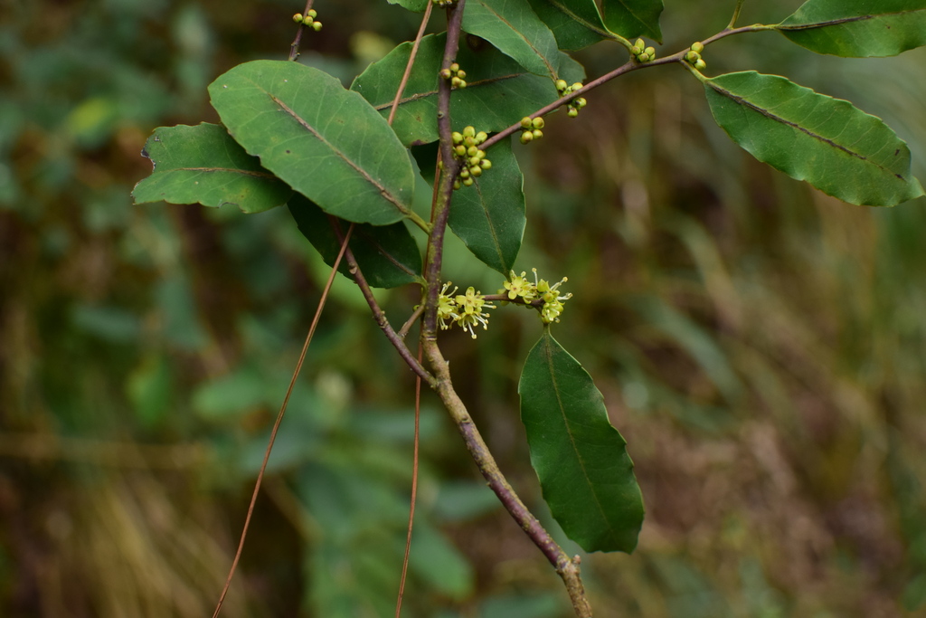 Ilex corallina
