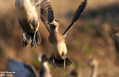 Baikal Teal photo 3