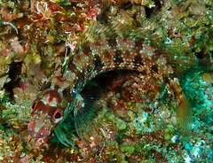 Alloclinus holderi