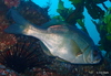 Rubberlip Surfperch - Photo (c) sea-kangaroo, some rights reserved (CC BY-NC-ND), uploaded by sea-kangaroo