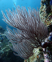 Leptogorgia chilensis