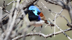 Malurus assimilis assimilis