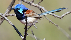 Malurus assimilis assimilis