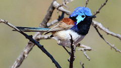 Malurus assimilis assimilis