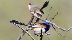 Malurus assimilis assimilis