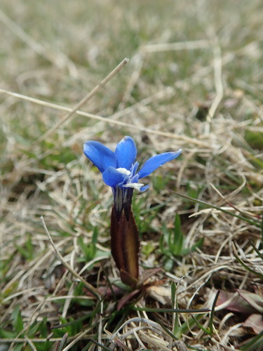 Gentiana pumila, photograph 5
