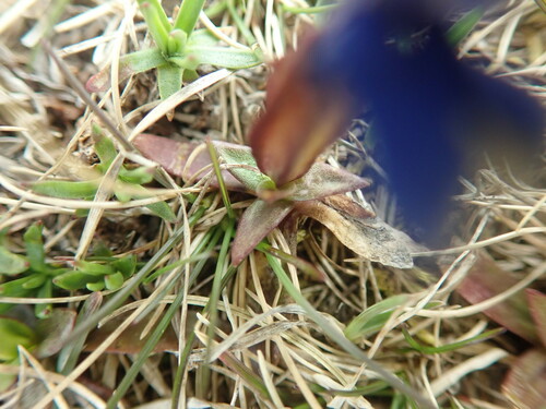 Gentiana pumila, photograph 6