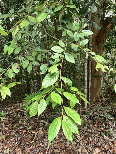 Lithocarpus havilandii observed 2023-03-30