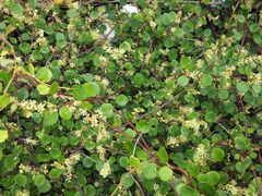 Muehlenbeckia complexa complexa