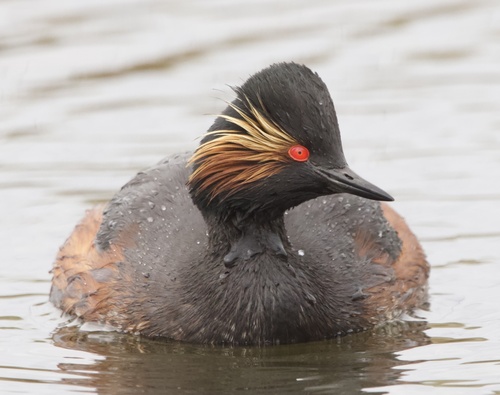 Zampullín cuellinegro (Podiceps nigricollis)
