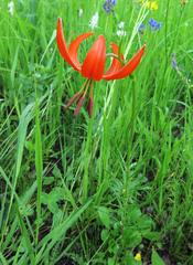 Lilium pumilum