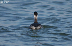 Podiceps nigricollis