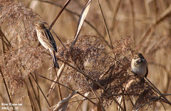 Emberiza pallasi