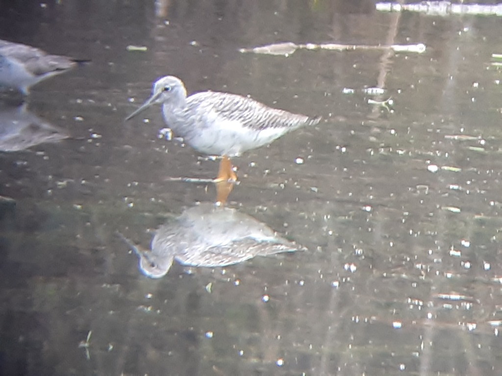 Shanks, Tattlers, and Allies from Hutchinson, KS, USA on April 27, 2023