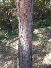 Pinus densiflora