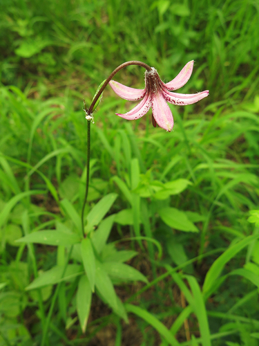 Лилия саранка (Растения Тюменского района и Тюмени. Часть 1.) · iNaturalist