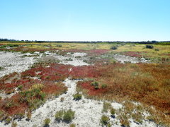 Salicornia rubra
