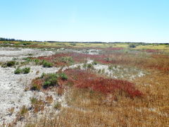 Allenrolfea occidentalis