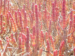 Salicornia rubra