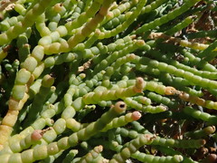 Allenrolfea occidentalis