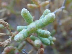 Allenrolfea occidentalis
