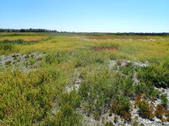 Suaeda calceoliformis