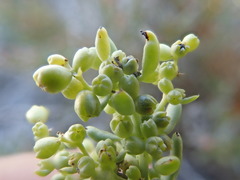Suaeda calceoliformis