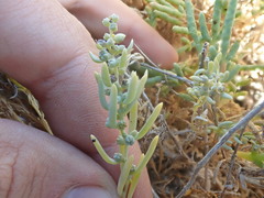 Suaeda calceoliformis