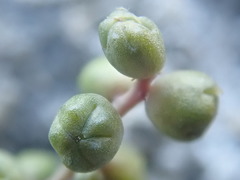 Suaeda calceoliformis