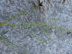 Suaeda calceoliformis