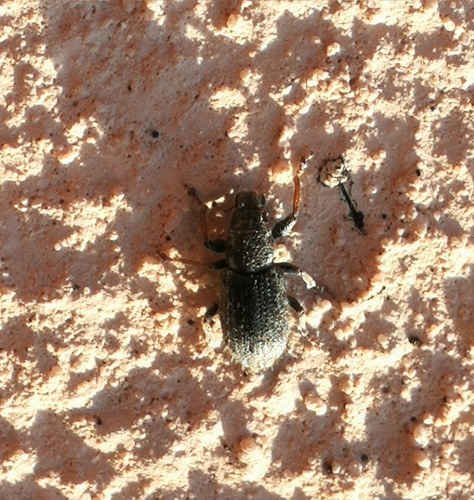 listárik ďatelinový (Sitona hispidulus)