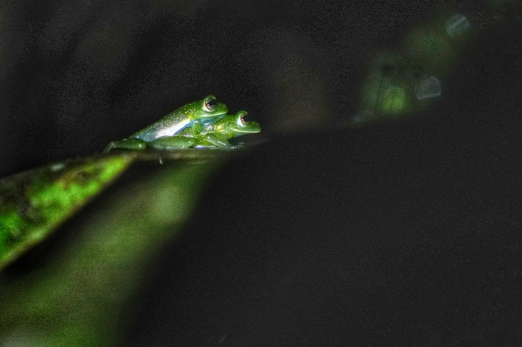 Rulyrana flavopunctata from Reserva Natural y Agroturistica Doña Blanca ...