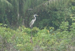 Ardea cocoi