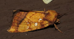 Papaipema leucostigma