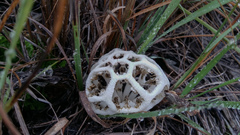 Clathrus chrysomycelinus