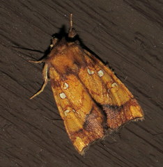 Papaipema leucostigma