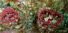 Urticina mcpeaki
