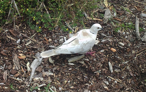 Streptopelia roseogrisea