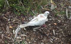 Streptopelia roseogrisea