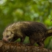 Mexican Hairy Dwarf Porcupine - Photo (c) Juan Ma Contortrix, some rights reserved (CC BY-NC), uploaded by Juan Ma Contortrix