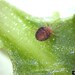 Clover Mite - Photo (c) 
Rayanne Lehman, Pennsylvania Department of Agriculture, Bugwood.org, some rights reserved (CC BY)