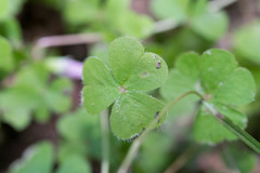 Oxalis hispidula