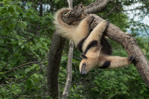 Northern Tamandua, 61735 Mich., México, photo 8 of 10