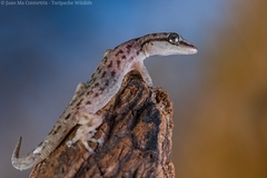 Duellman's Pigmy Leaf-Toed Gecko photo 2