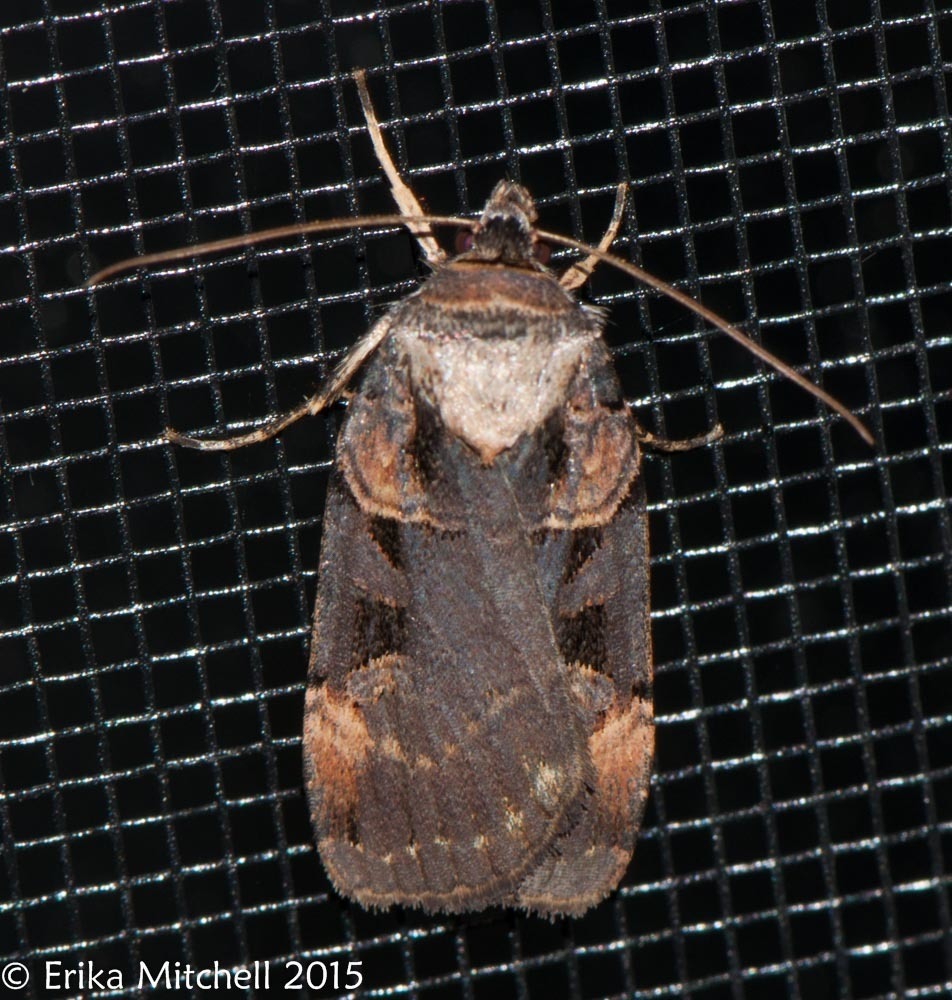 Pink-spotted Dart