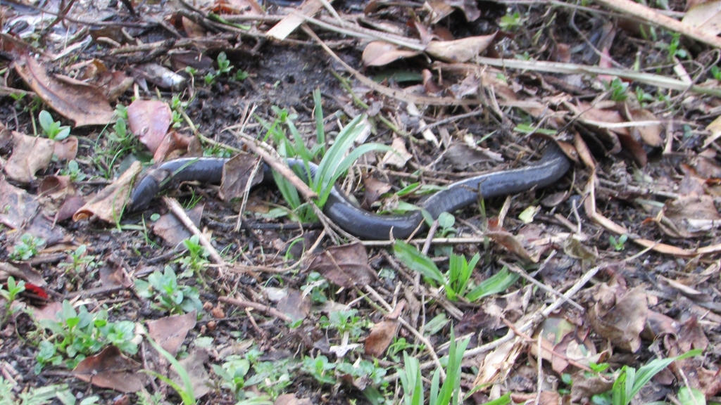 Argentine Caecilian