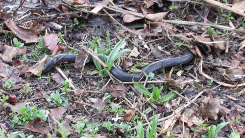 Argentine Caecilian, Chthonerpeton indistinctum