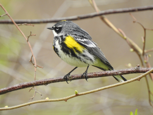 Myrtle Warbler photographed in Massachusetts