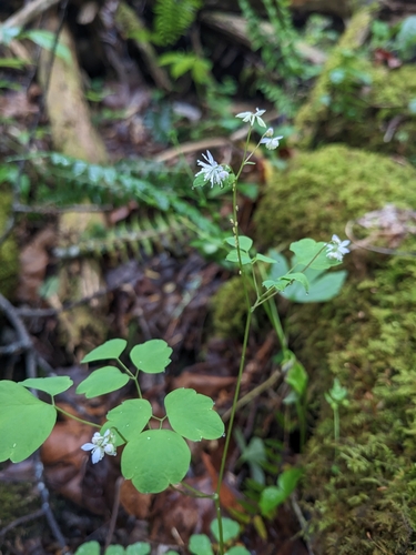 Image of Thalictrum clavatum by (c) Alaina Krakowiak, some rights reserved (CC BY)