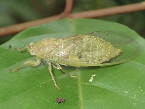 Baeturia sedlacekorum in life